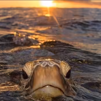 Swimming with Sea Turtles